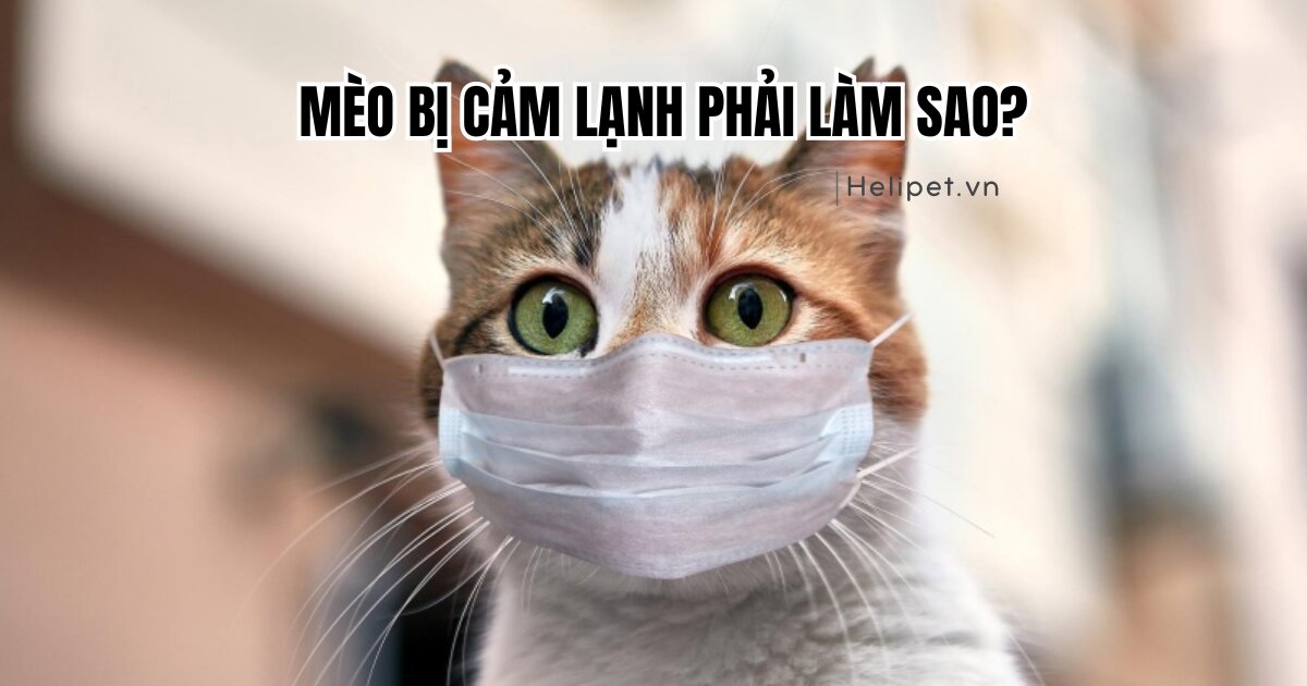 Khi mèo bị cảm lạnh phải làm sao?