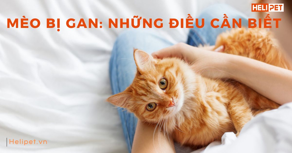 Mèo bị gan: Tất tần tật thông tin cần biết
