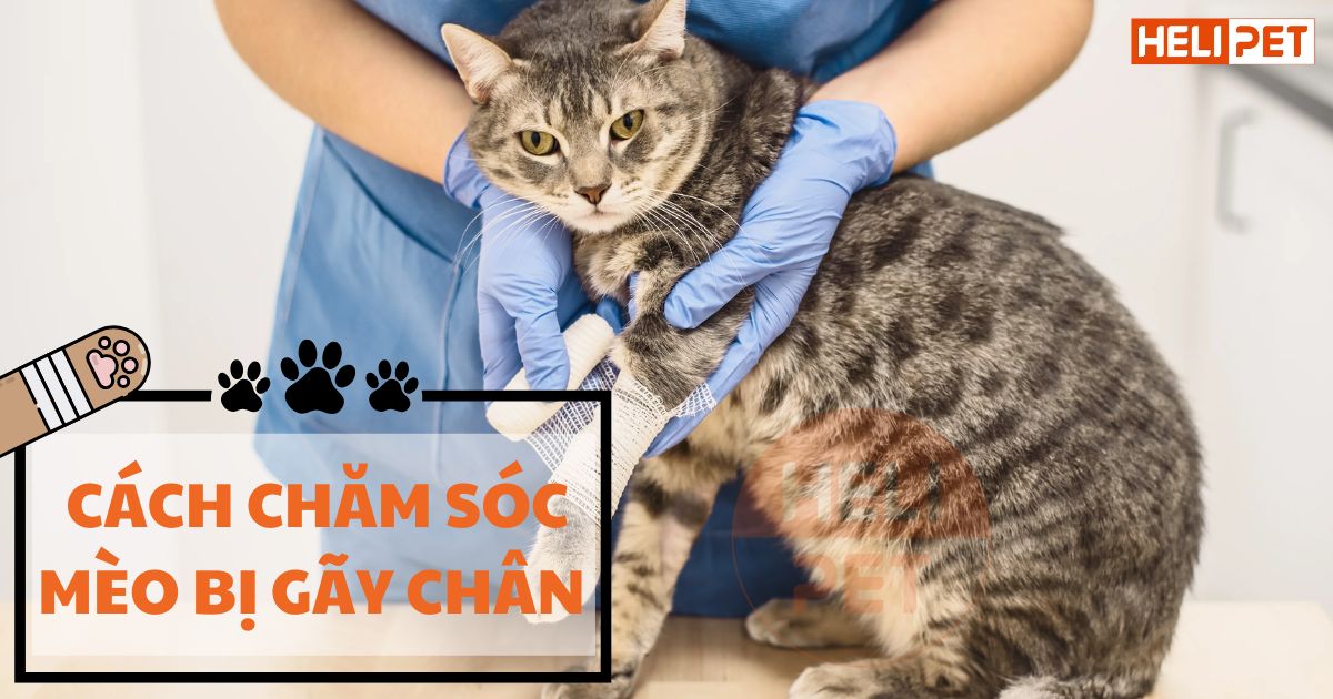 Mèo bị gãy chân: Cẩm nang chăm sóc A-Z để nhanh hồi phục