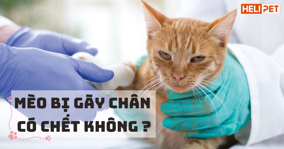Mèo bị gãy chân có chết không? Cách điều trị và chăm sóc