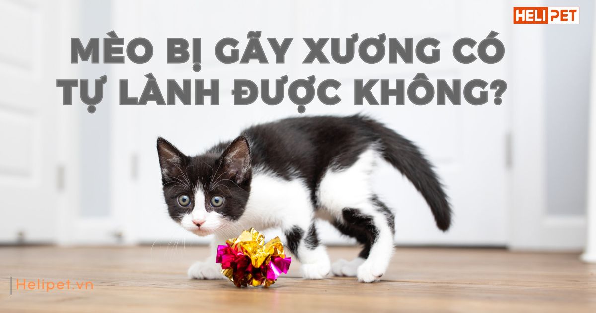 Mèo bị gãy xương có tự lành được không?