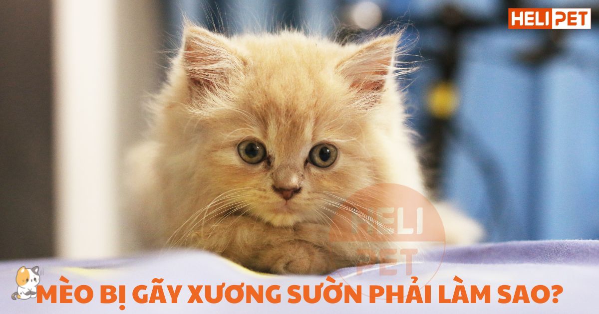 Mèo bị gãy xương sườn: Cách xử lý và chăm sóc nhanh nhất