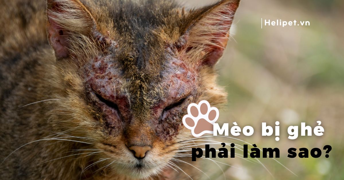Mèo bị ghẻ: Nguyên nhân, triệu chứng và cách trị đúng cách