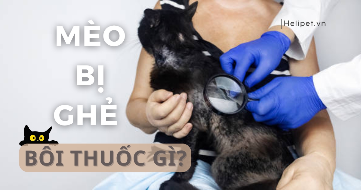 Mèo bị ghẻ bôi thuốc gì cho nhanh khỏi bệnh?