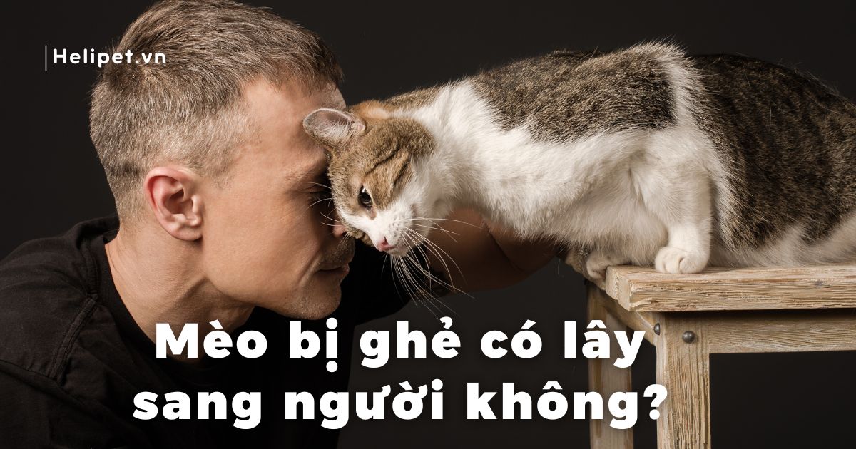 Mèo bị ghẻ có lây sang người không?