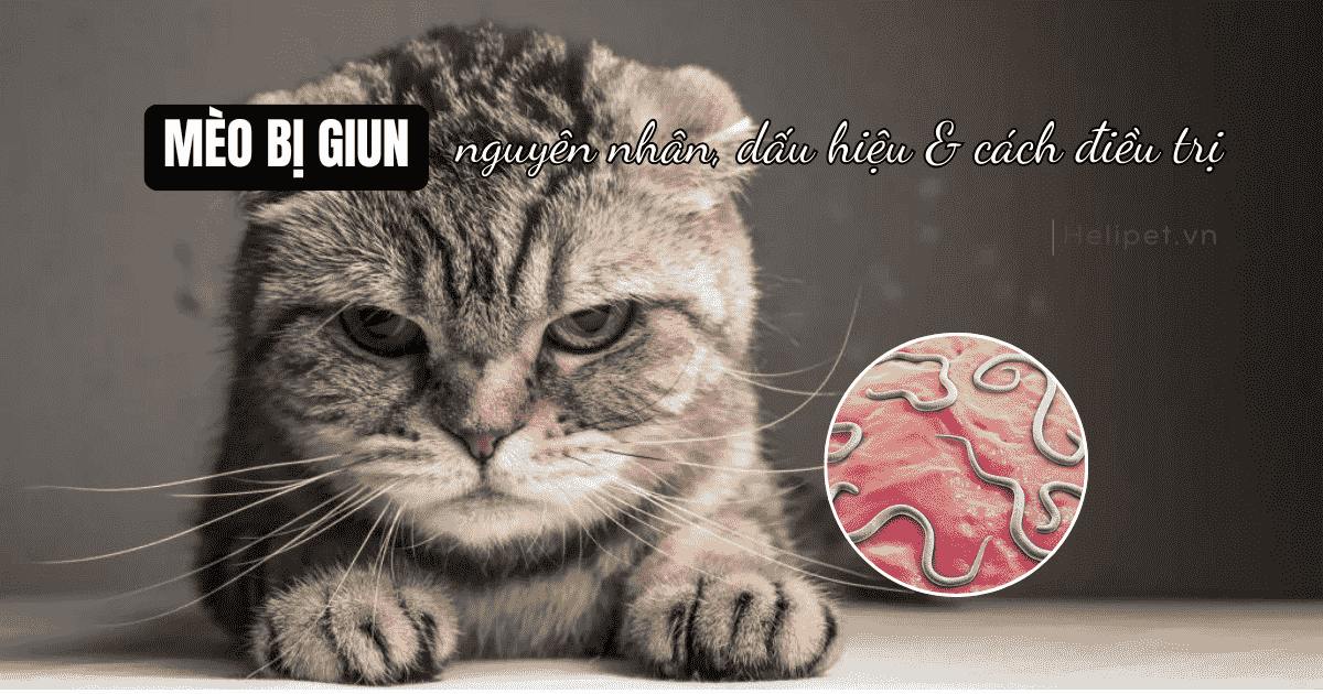 Mèo bị giun: Nguyên nhân, cách nhận biết và điều trị