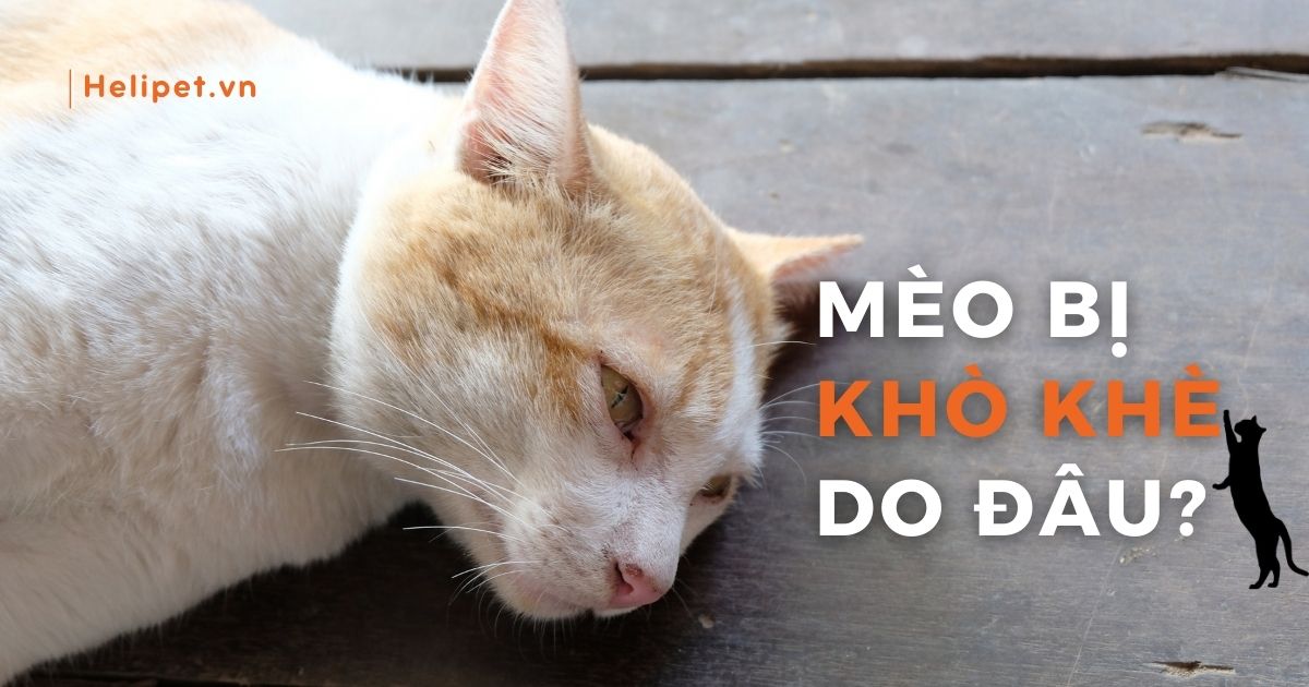 Mèo thở khò khè do đâu, có nguy hiểm không?