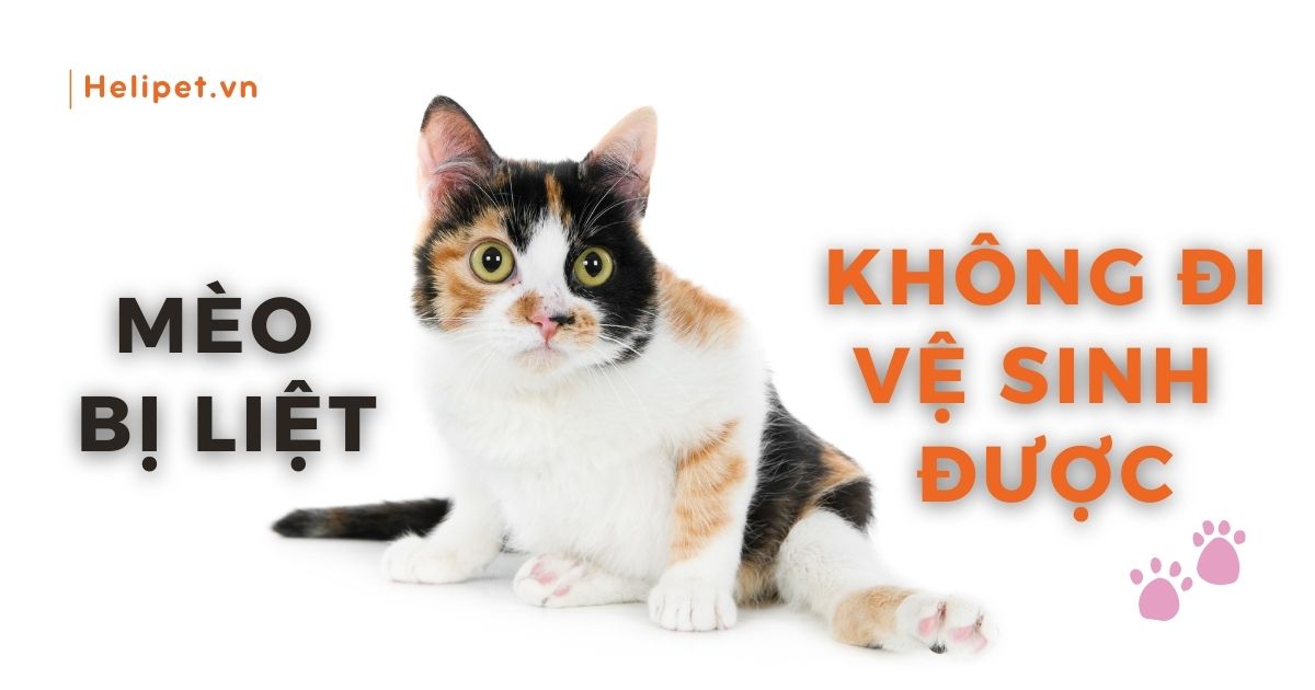 Mèo bị liệt không đi vệ sinh được: Nguyên nhân và cách khắc phục