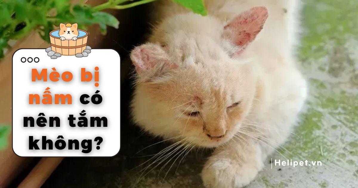Mèo bị nấm có nên tắm không? Lưu ý gì khi tắm?