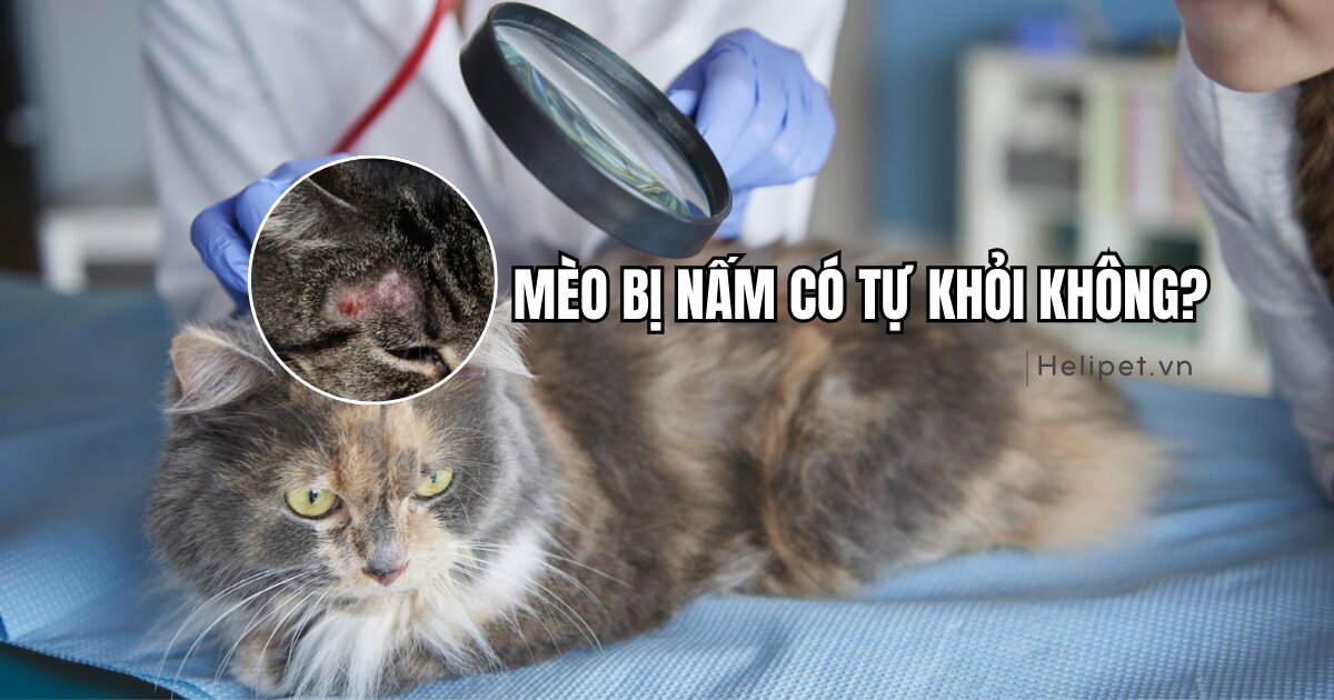 Mèo bị nấm có tự khỏi không?