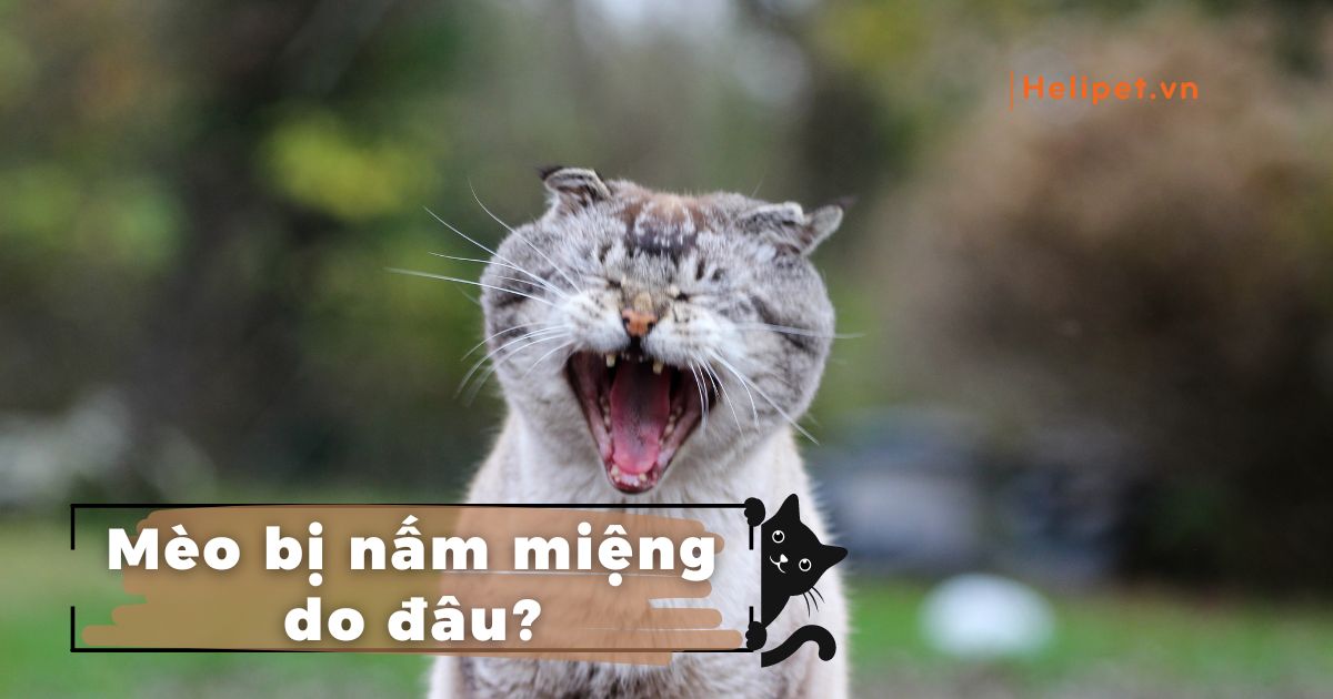 Mèo bị nấm miệng do đâu? Chữa thế nào dứt điểm?