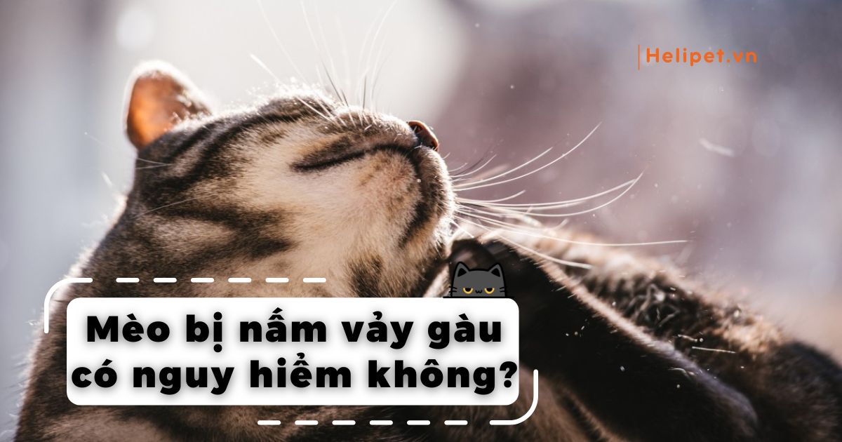 Mèo bị nấm vảy gàu có nguy hiểm không? Chữa sao cho đúng?