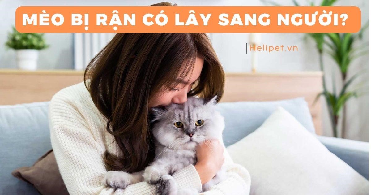 Mèo bị rận có lây sang người không?