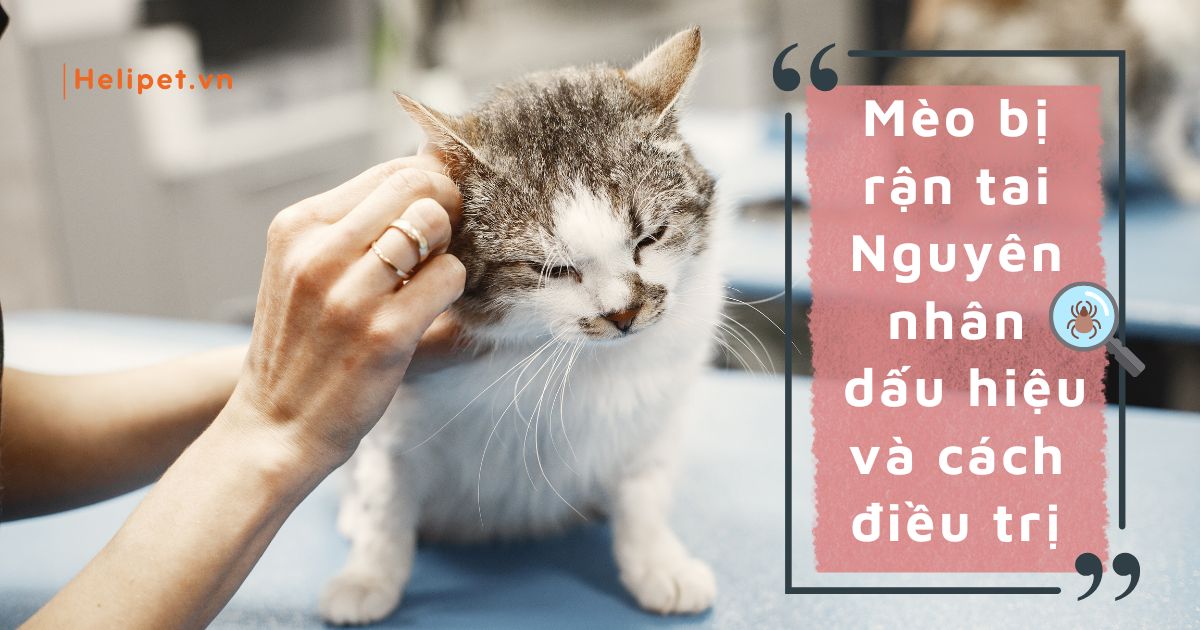 Mèo bị rận tai: Nguyên nhân, dấu hiệu và cách trị đúng nhất