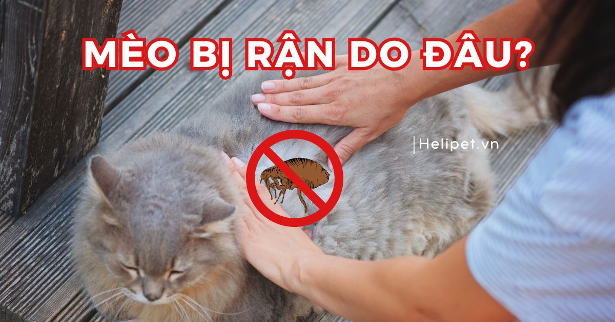 Mèo bị rận do đâu? Dấu hiệu nhận biết và cách trị hiệu quả