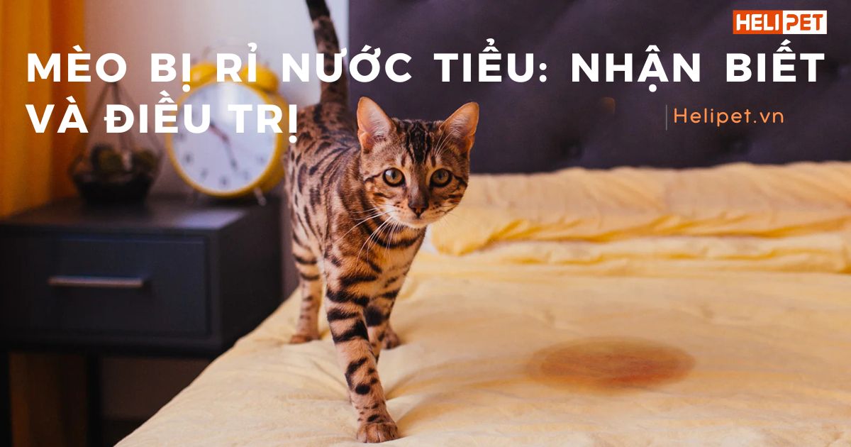 Mèo bị rỉ nước tiểu: Cách nhận biết và phương án điều trị