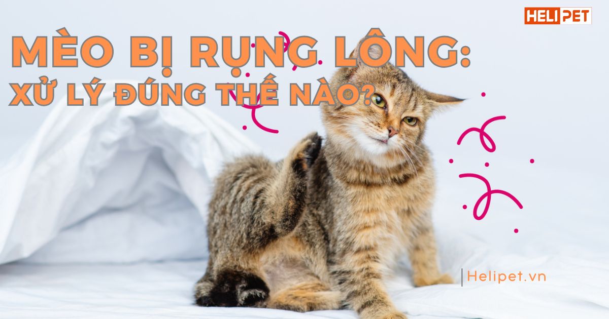 Mèo bị rụng lông nhiều do đâu? Nguyên nhân và cách khắc phục