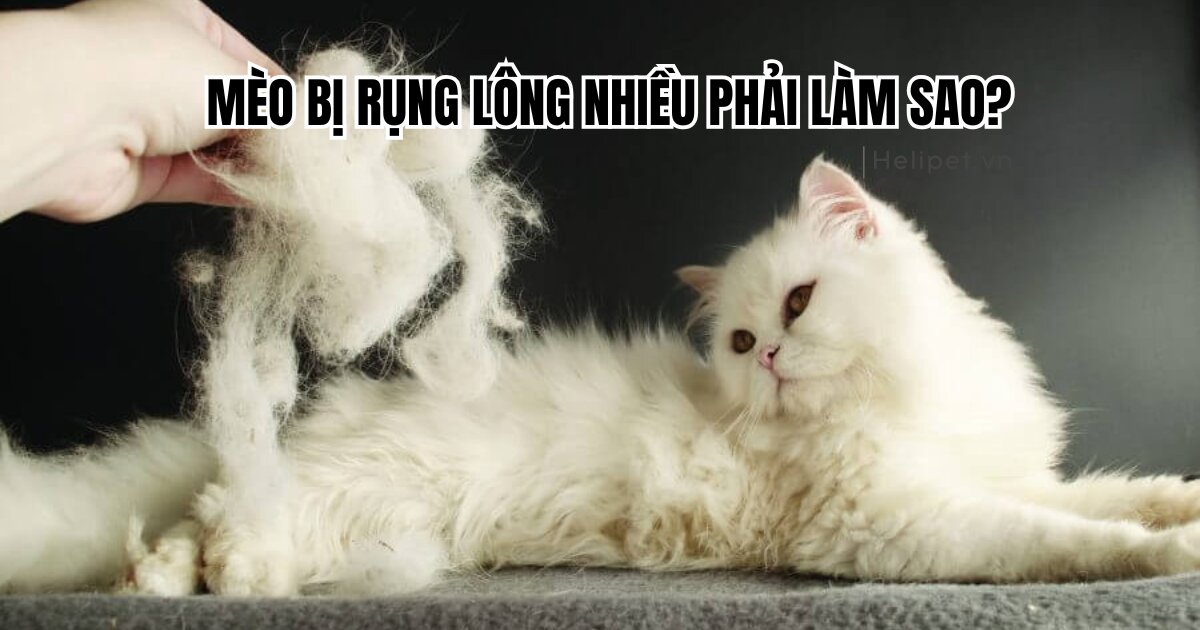 Mèo rụng lông nhiều phải làm sao?