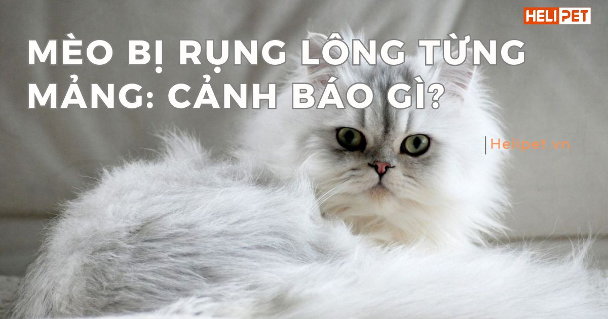 Mèo bị rụng lông từng mảng: Làm sao để nhanh hồi phục?