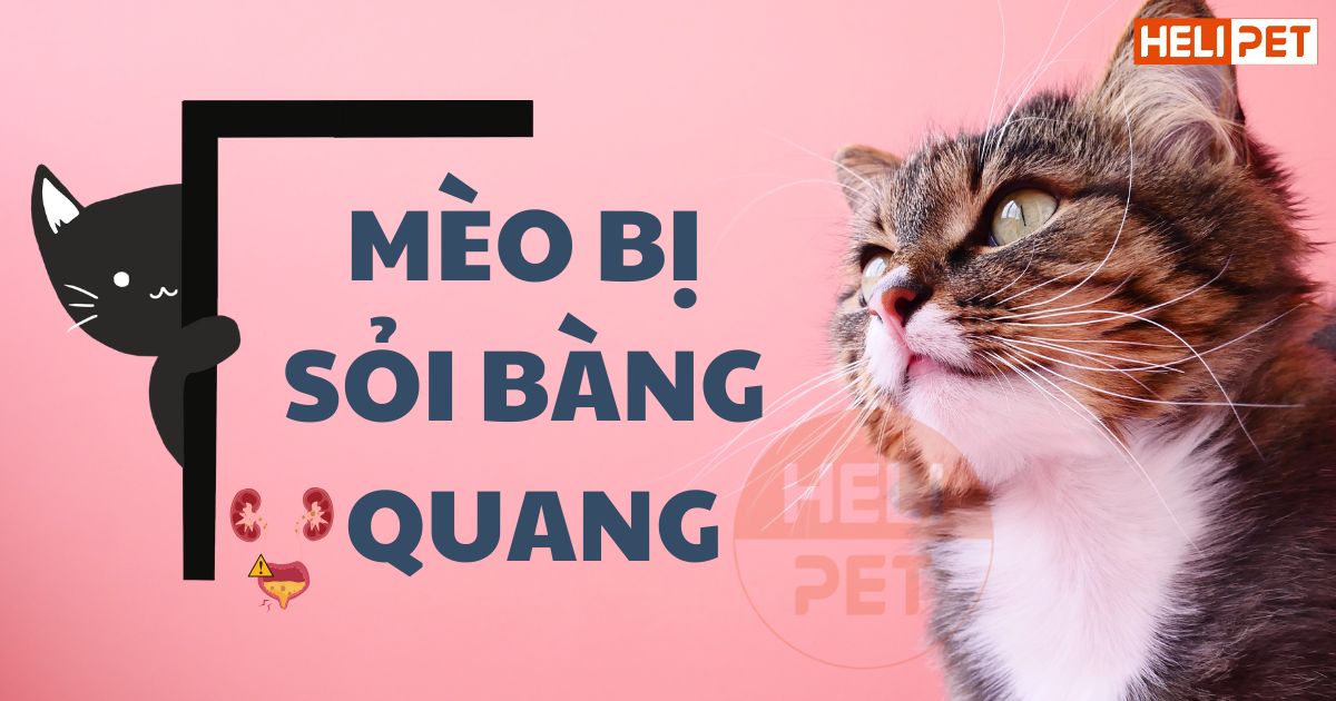 Mèo bị sỏi bàng quang: Nguyên nhân, mức độ nguy hiểm và điều trị