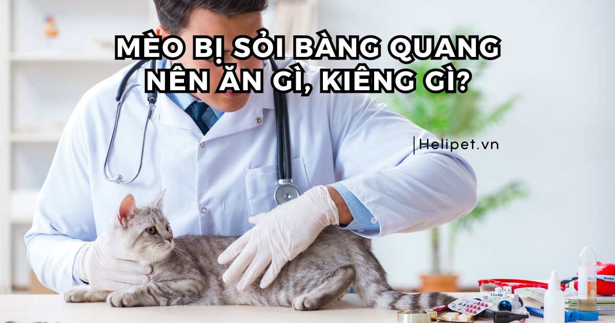 Mèo bị sỏi bàng quang nên ăn gì, kiêng gì?