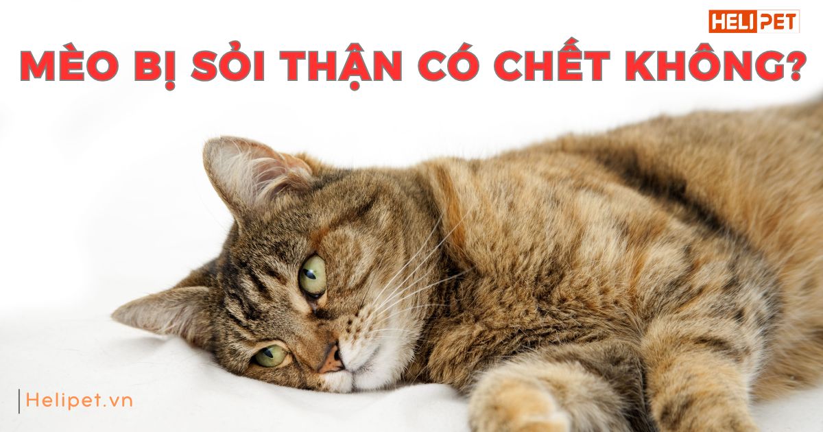 Mèo bị sỏi thận có chết không? Cách chữa sỏi thận dứt điểm