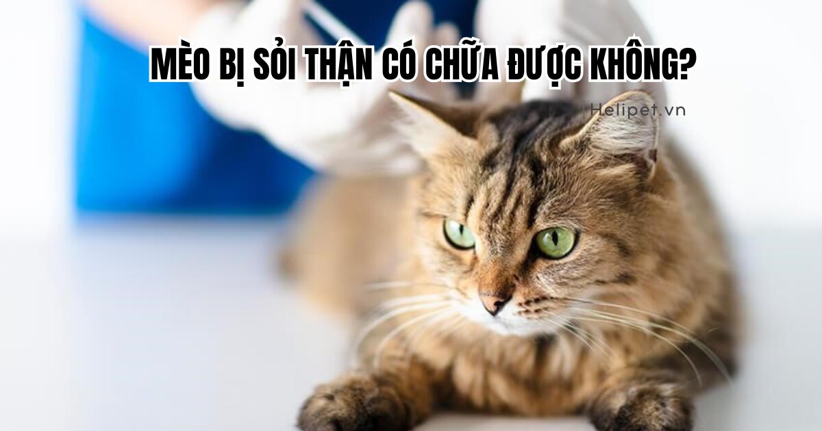 Mèo bị sỏi thận có chữa được không? Bằng những phương pháp nào?