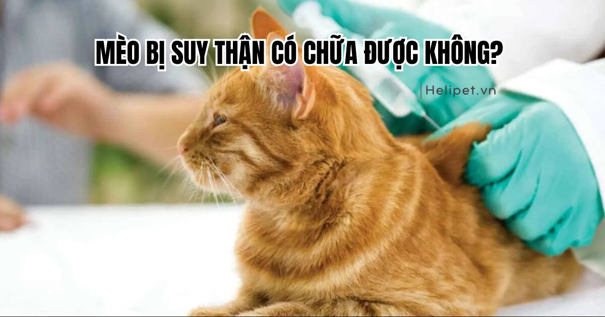 Mèo bị suy thận có chữa được không?