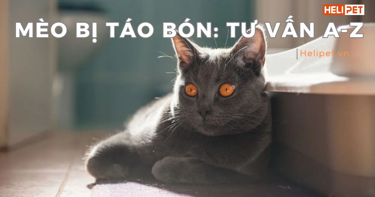 Mèo bị táo bón: Nguyên nhân và giải pháp khắc phục