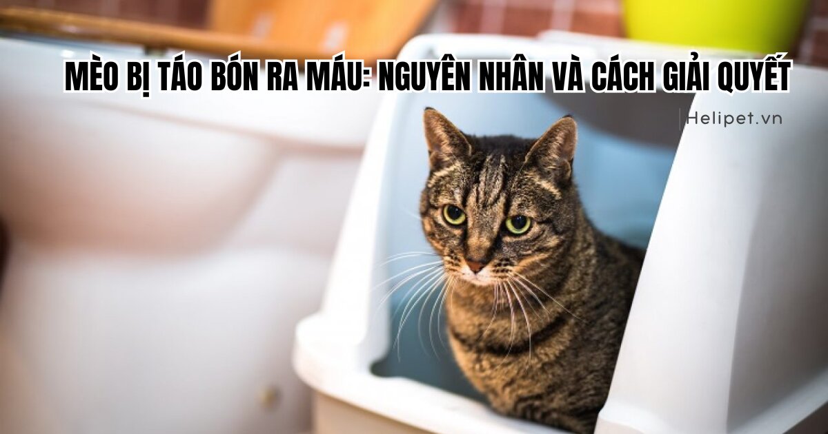 Mèo bị táo bón ra máu: Nguyên nhân và cách giải quyết