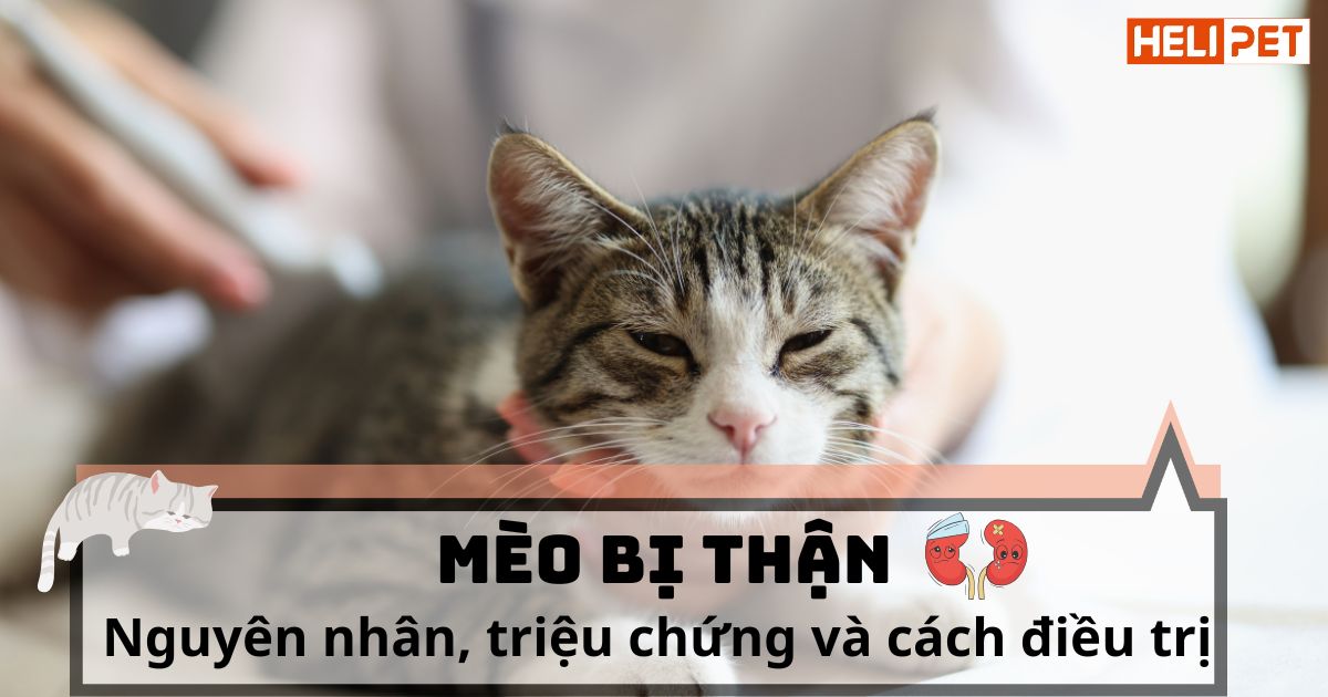 Mèo bị thận: Nguyên nhân, triệu chứng và cách điều trị đúng