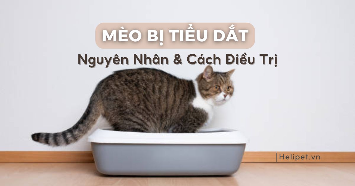 Mèo bị tiểu dắt: Nguyên nhân, cảnh báo bệnh và cách điều trị