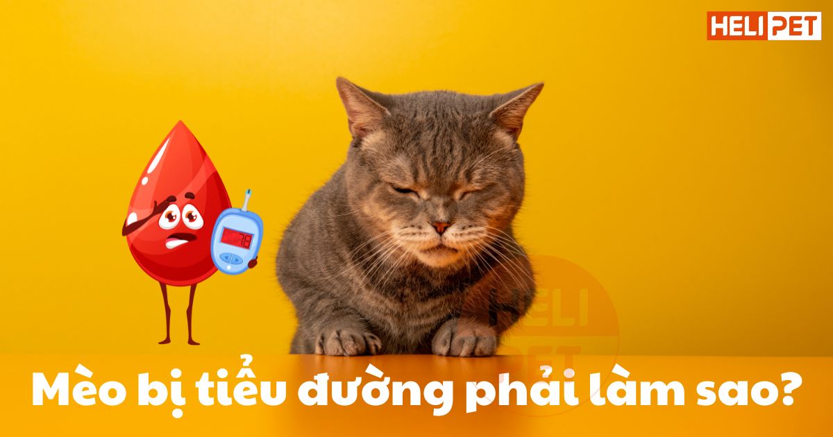Mèo bị tiểu đường: Triệu chứng, nguy cơ và lưu ý dinh dưỡng