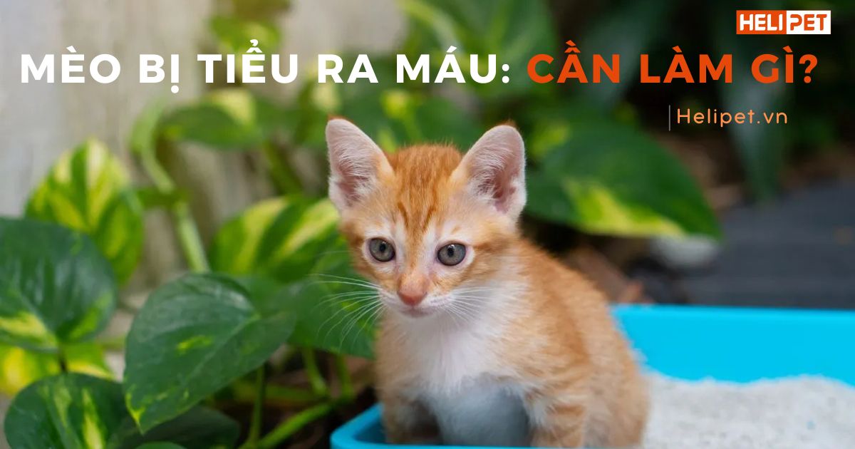 Mèo bị tiểu ra máu: Sen nên làm gì?
