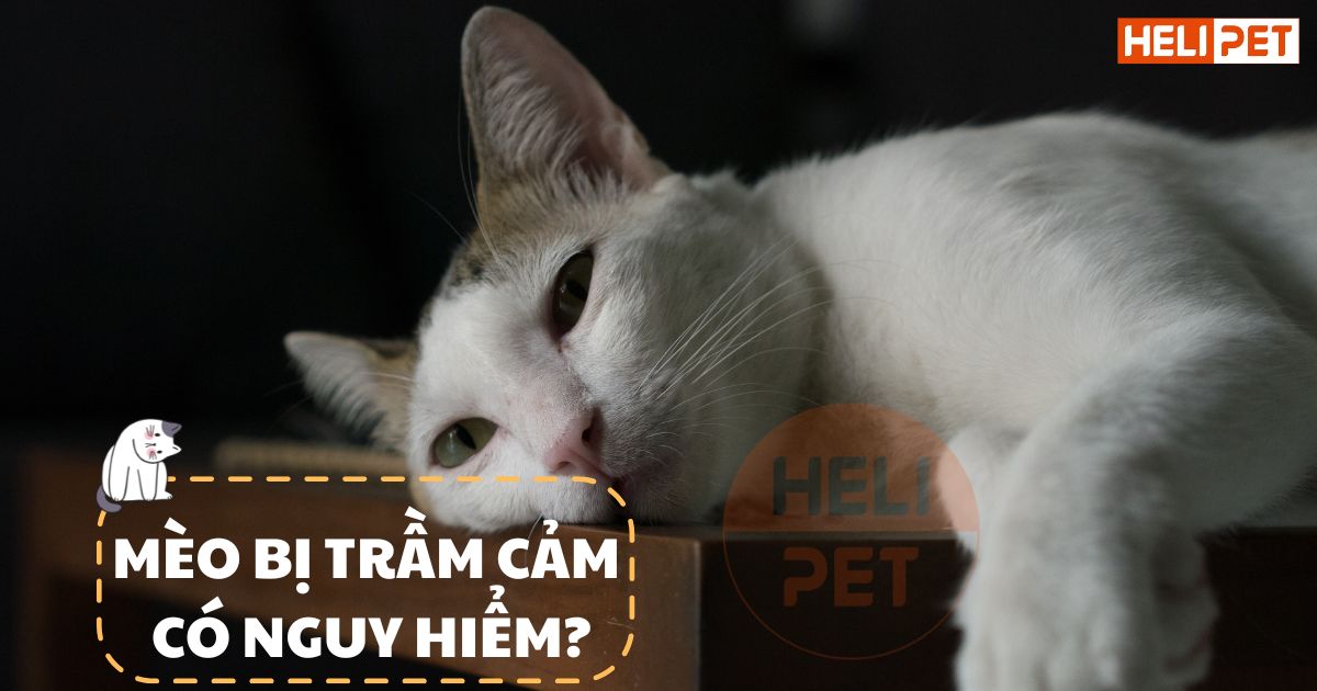 Dấu hiệu mèo bị trầm cảm Sen tuyệt đối không nên bỏ qua