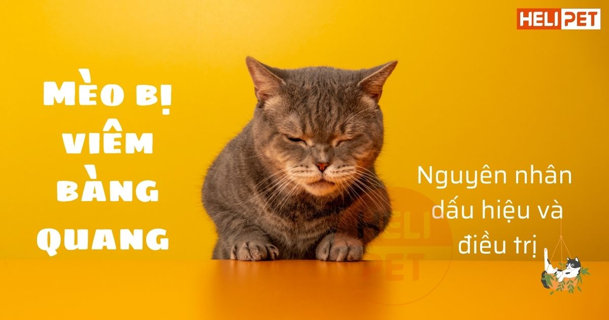 Mèo bị viêm bàng quang: Nguyên nhân, dấu hiệu và điều trị