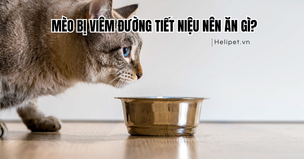 Mèo bị viêm đường tiết niệu nên ăn gì?