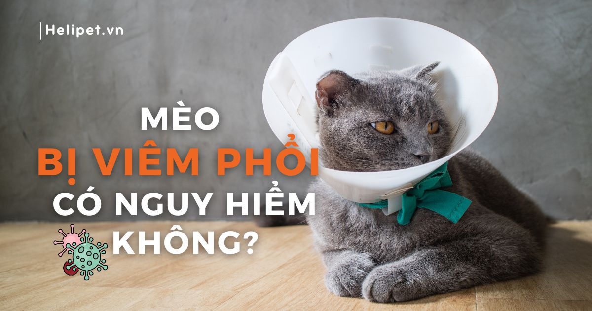 Mèo bị viêm phổi là gì? Có nguy hiểm không? Chữa trị thế nào?