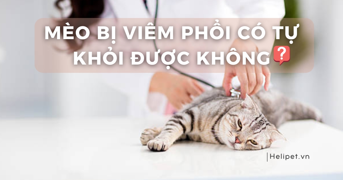 Mèo bị viêm phổi có tự khỏi được không? Cách để mèo khỏi bệnh