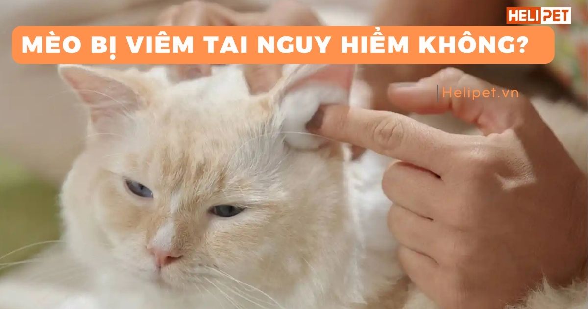 Mèo bị viêm tai có nguy hiểm không?