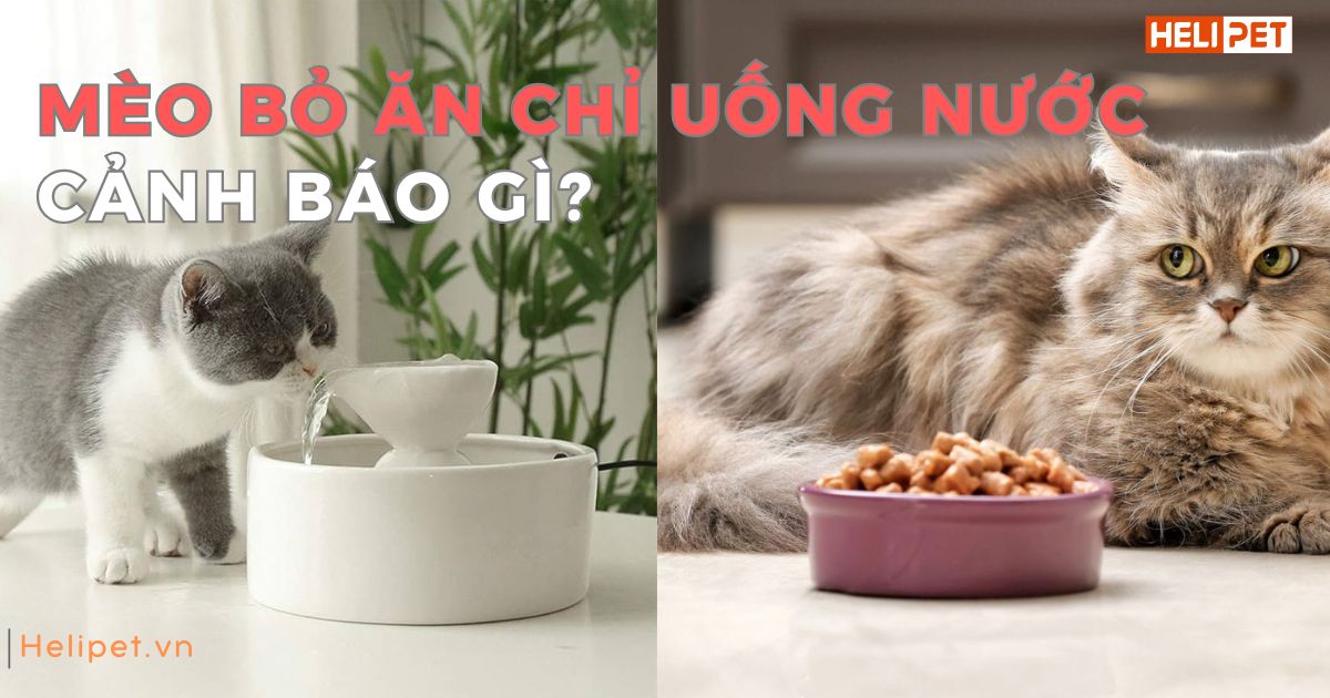 Nguyên nhân mèo bỏ ăn chỉ uống nước?