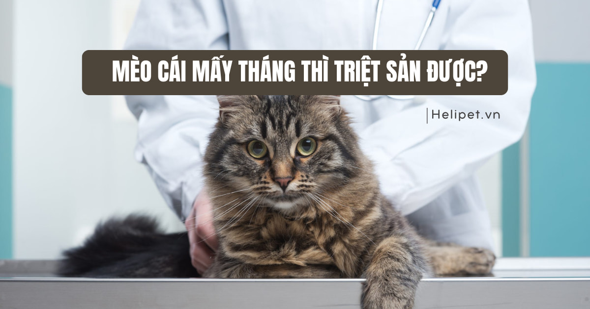 Mèo cái mấy tháng thì triệt sản được?