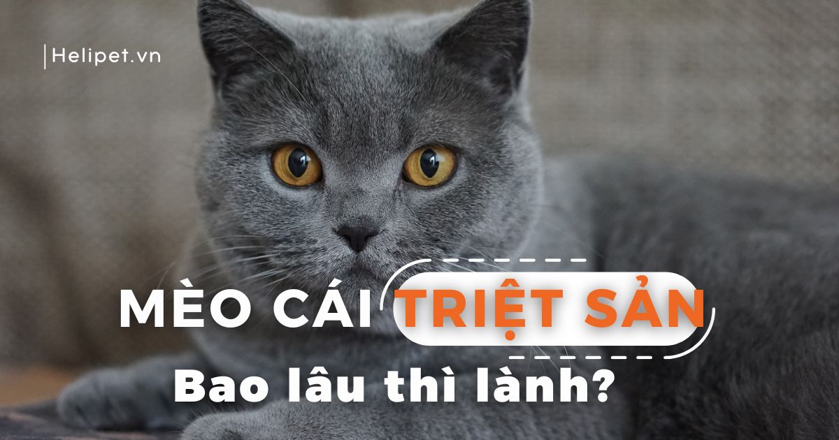 Mèo cái triệt sản bao lâu thì lành?