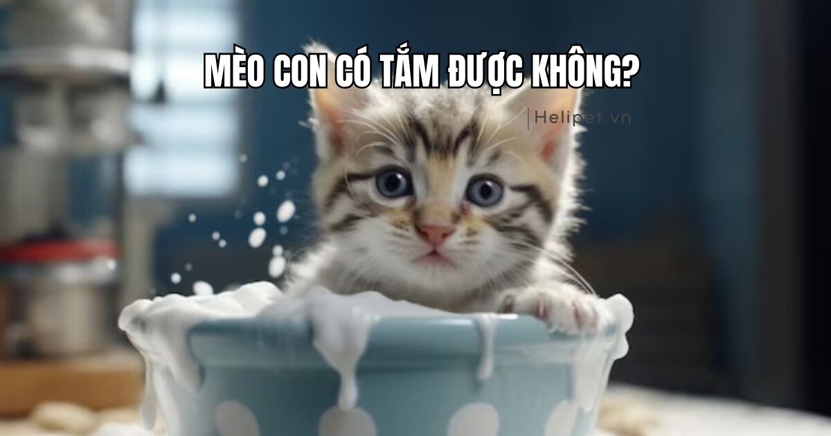 Mèo con có tắm được không? Vì sao