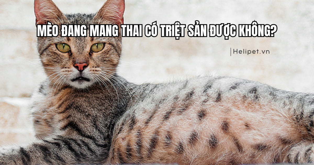 Mèo đang mang thai có triệt sản được không?