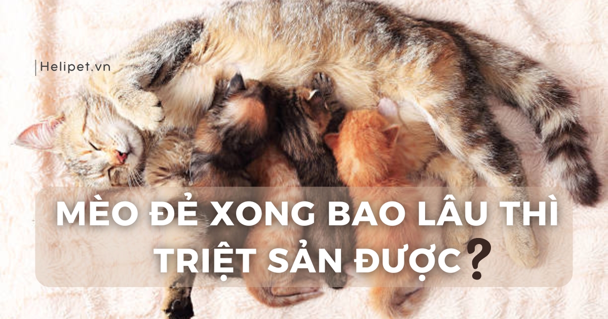 Mèo đẻ xong bao lâu thì triệt sản được?