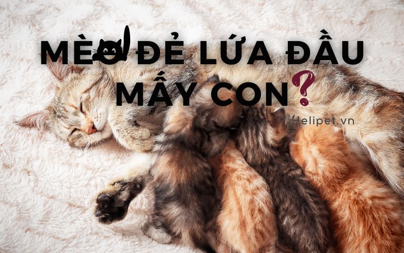 Con Mèo Trong Số Đề Là Số Mấy? Giải Mã Con Số May Mắn Và Ý Nghĩa Của Nó