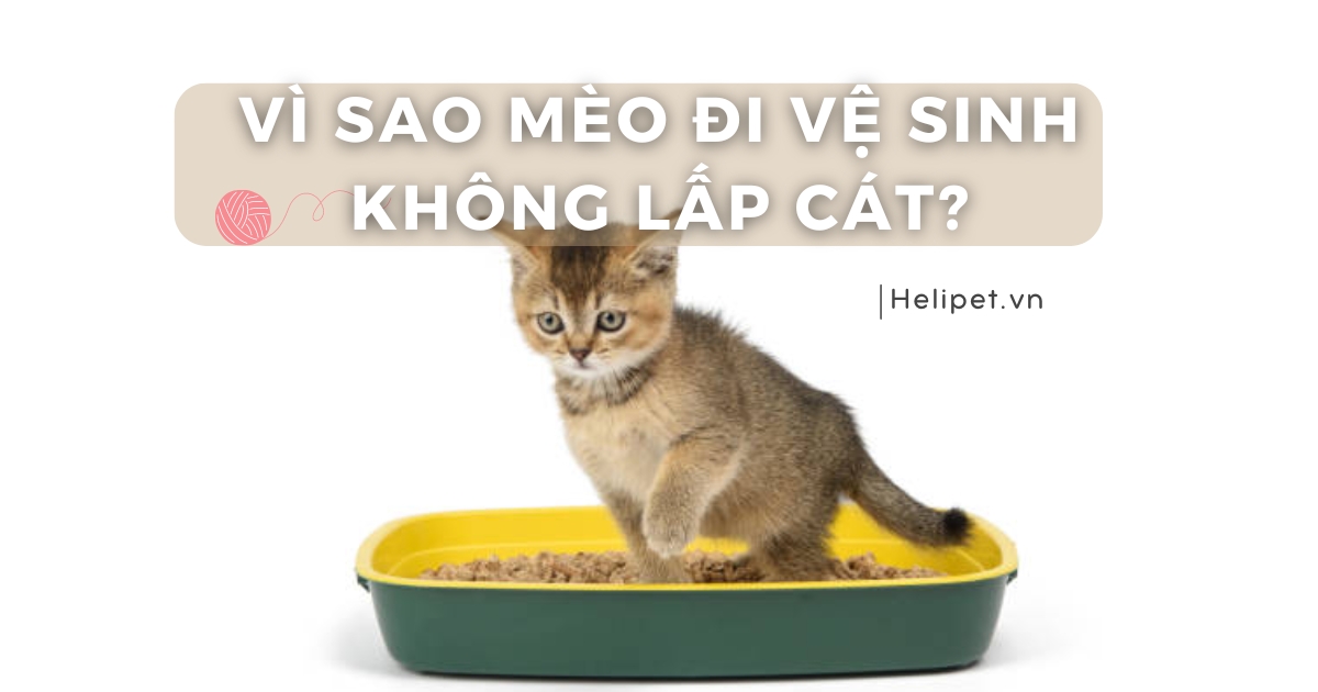 Mèo đi vệ sinh không lấp cát vì đâu? Xử lý thế nào?