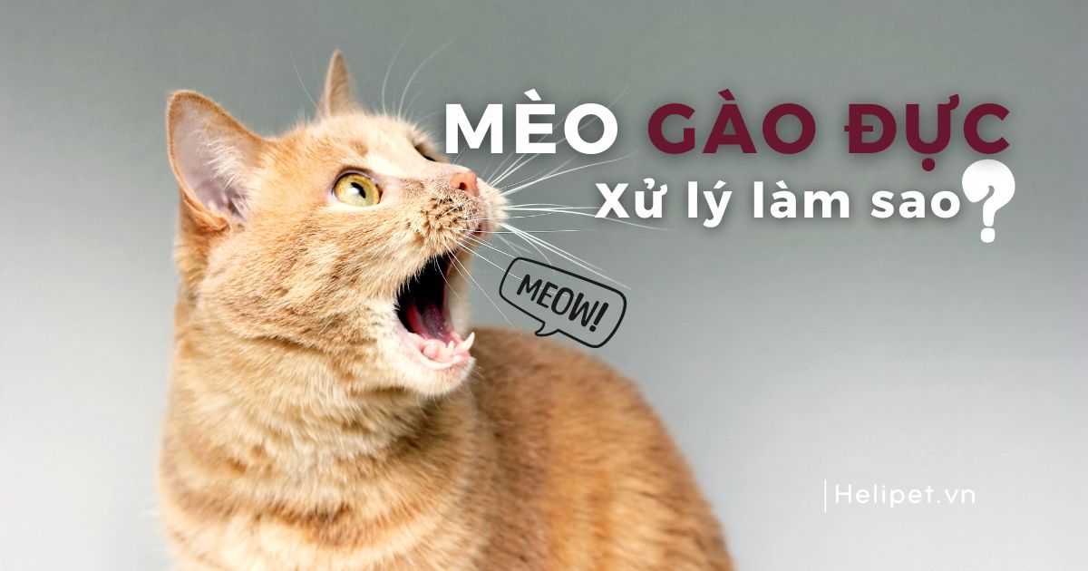 Mèo gào đực: Nguyên nhân, biểu hiện và cách can thiệp đúng