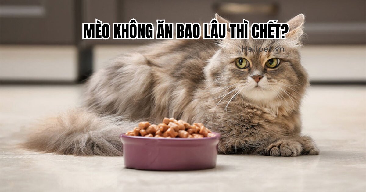 Giải đáp: Mèo không ăn bao lâu thì chết?